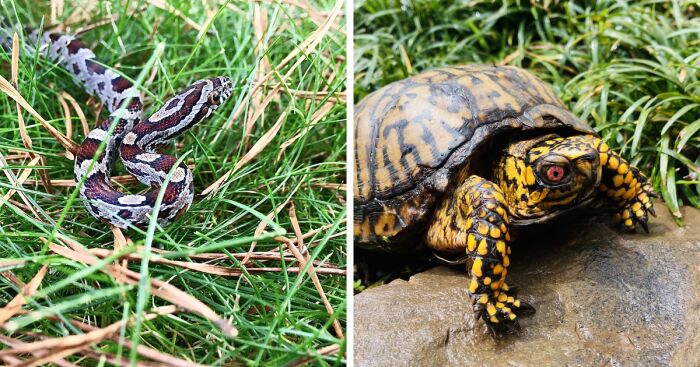 Hey Pandas, Show Us Your Reptile (Closed)