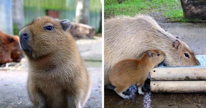 Cap-Ily Ever After: Zoo's 'Romantic' Efforts Bring Arrival Of First Capybara  Baby In Over A Decade (5 Pics)