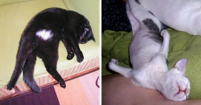 Hey Pandas, Share The Silliest Photo Of Your Pet (Closed)