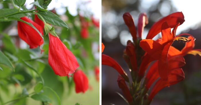 I Took 15 Photos Of My Neighborhood’s Most Striking Flowers