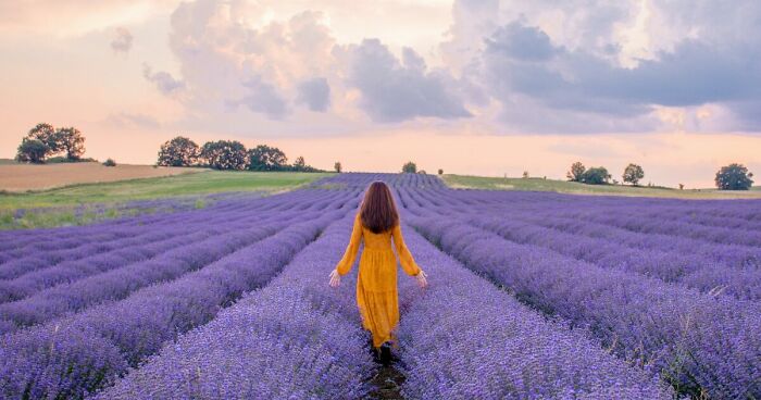 A Lavender Fairytale: 7 Photos By Me