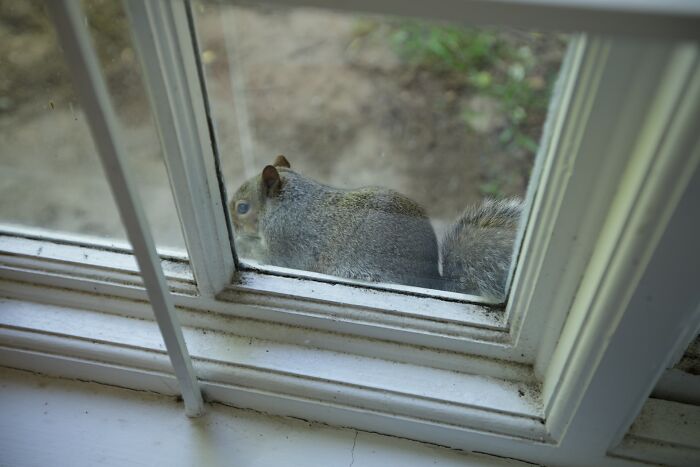 Someone Wonders "What’s The Worst Thing You’ve Come Home To?" And 30 People Deliver Honest Answers