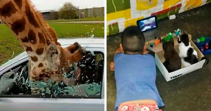 50 Nonsensical Animal Pics That Raise More Questions Than They Answer (New Pics)