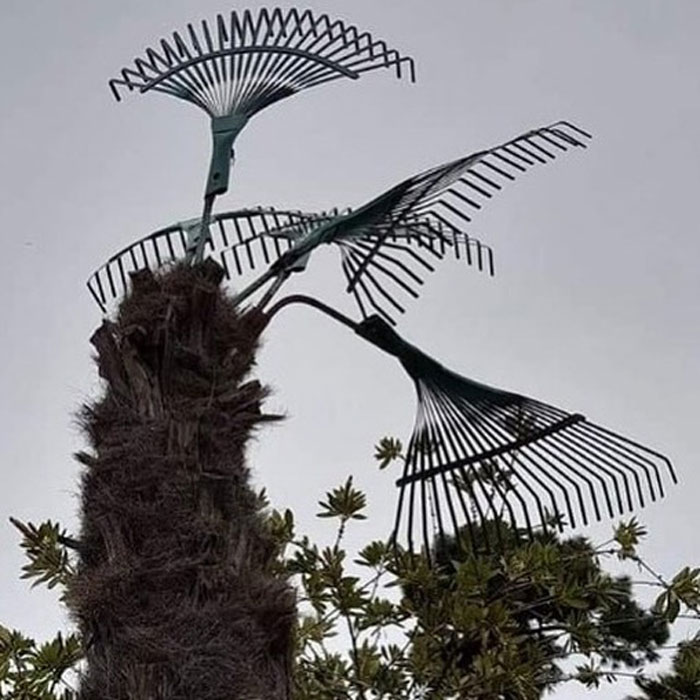 Rakes Make A Seamless Replacement For Dead Palm Fronds - See If You Can Spot Them