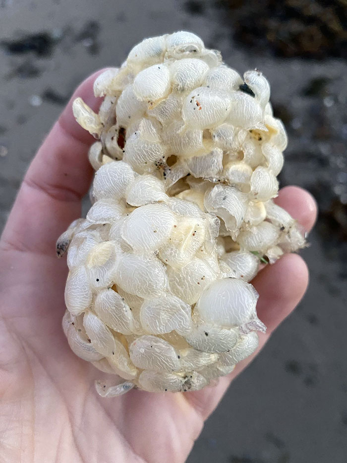 Weirdly Hollow Lens Shaped Things Stuck Together With No Pattern. Found On A Beach, On The West Coast Of The Scottish Highlands