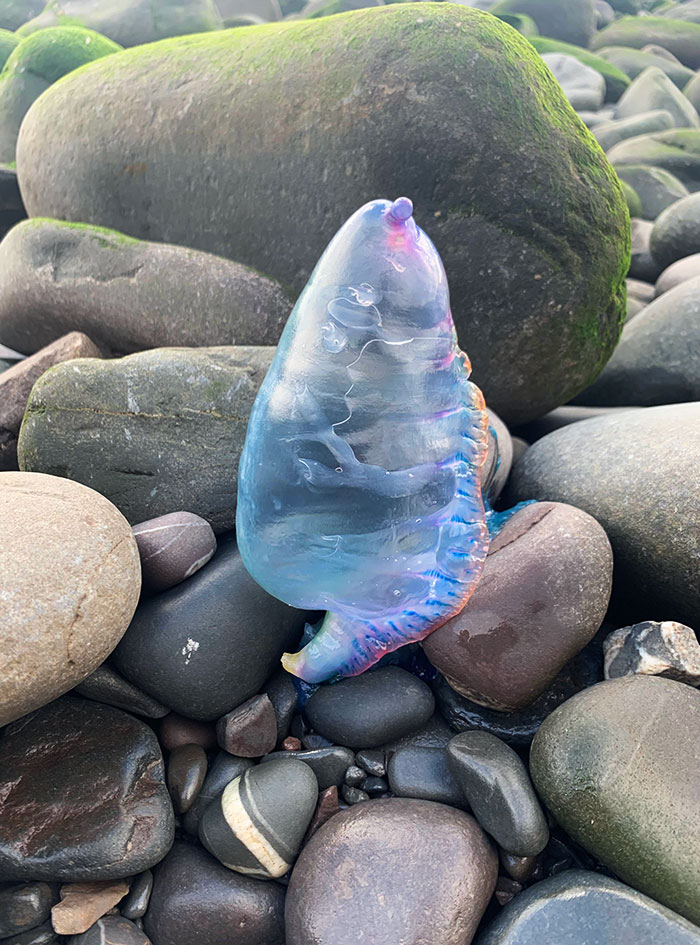 I Found Portuguese Man O’ War Washed Up On The Beach In Clovelly, UK