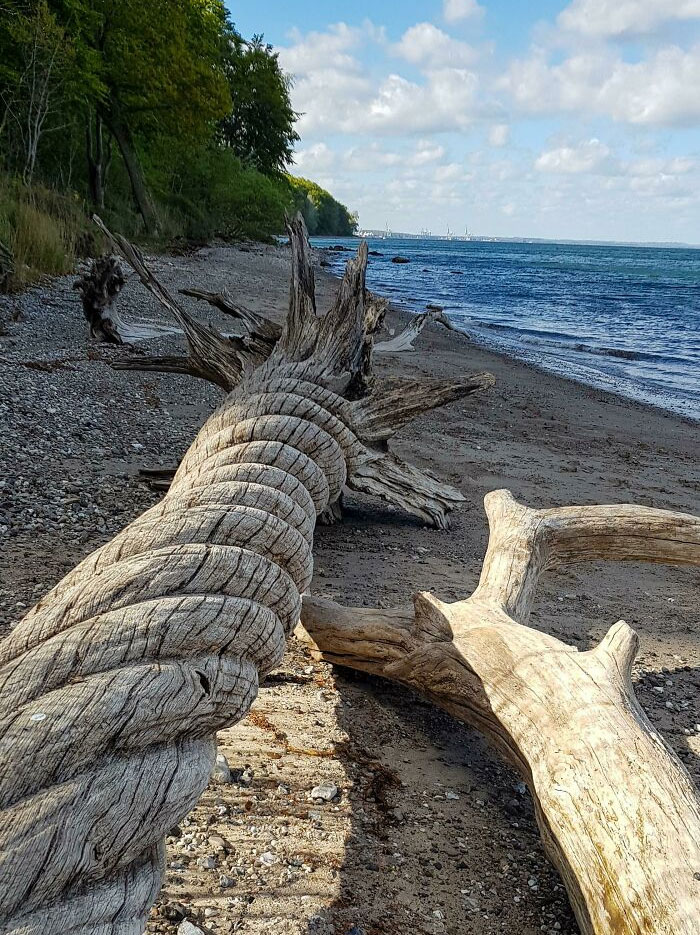This Twisted Driftwood I Found On The Beach