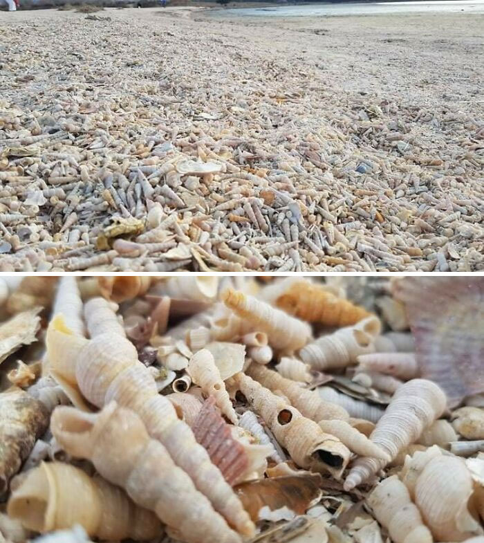 Seashells Beach In Slovenia