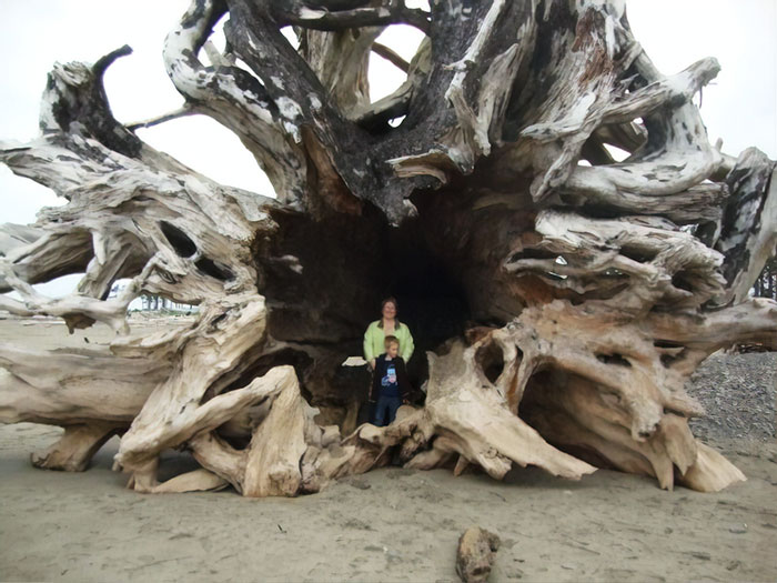 Un árbol que fue arrastrado a una playa en La Push, Washington