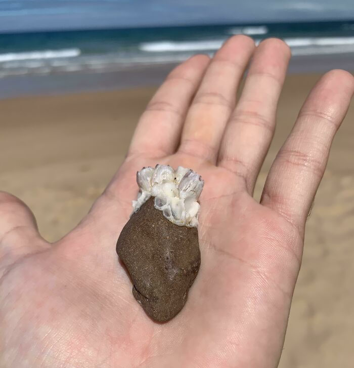 Heart Shaped Rock With Coral Arteries Found At The Beach