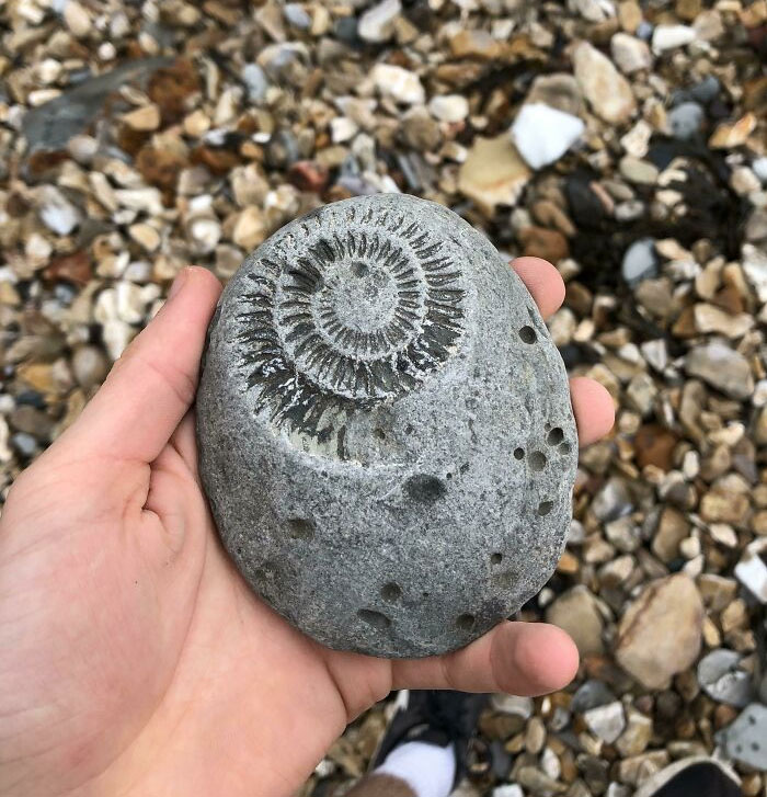 Hoy encontré este fósil en una playa de Dorset