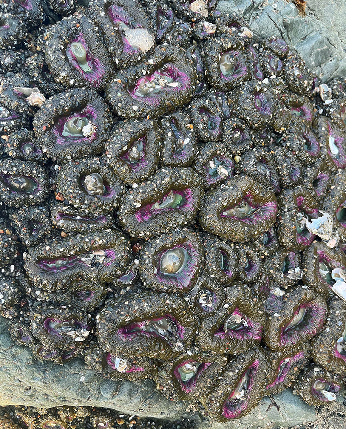 Does Anyone Know What This Is? I Found It During Low Tide On Muir Beach In California. They Are Soft, And When Touched, They Close Up