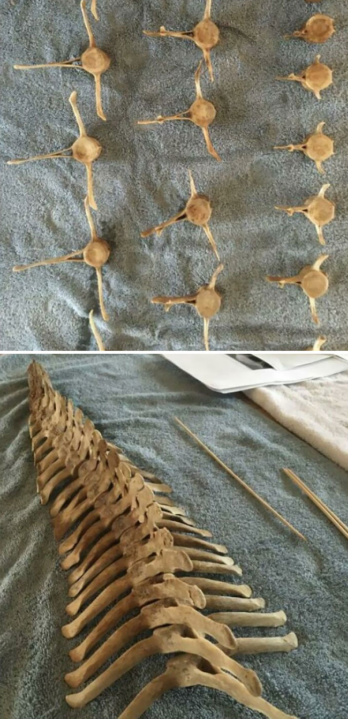 My Brother Found A Bunch Of Vertebrae Bones On The Beach And Put Them Back Together Like A Puzzle