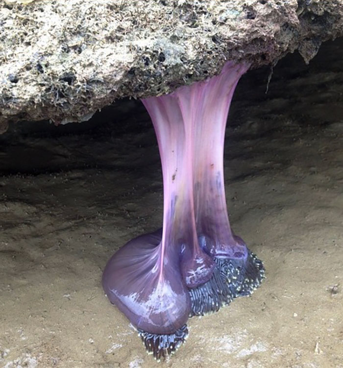 Beaches In Thailand Don't Usually Have Purple And Stretchy Things. About 75-80 Cm From Wet Sand To Rock Face Above. My Best Guess Is A Sea Anemone At Low Tide
