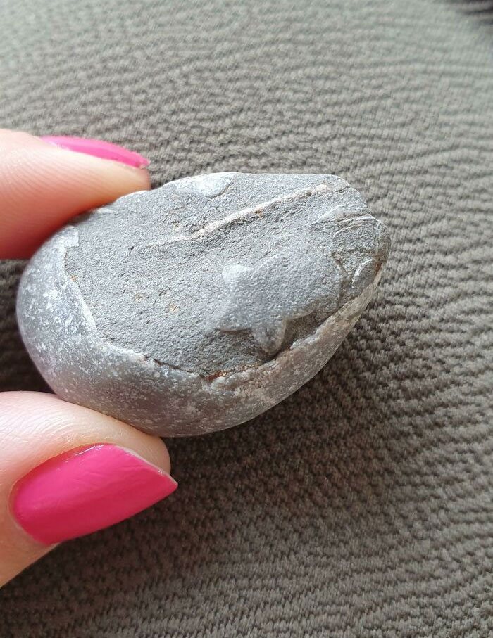 A Rock I Found On The Beach Has A Tiny Starfish Fossil In It