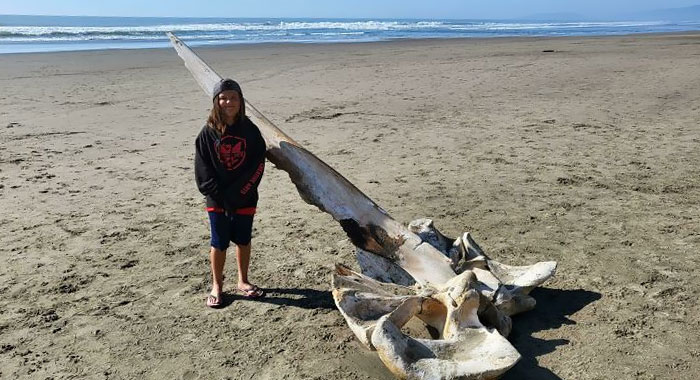 My Son And I Walked Past A Washed Up Skull Of A Humpback Whale Today At Ocean Beach In San Francisco