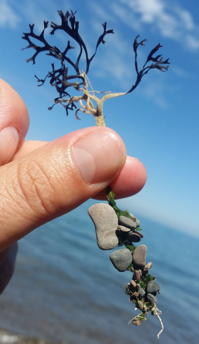 Found Some Kind Of Water Plant At The Beach With Little Stones Attached To Its Roots