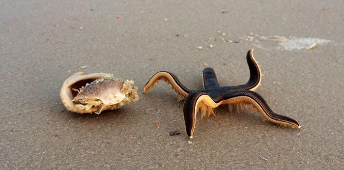 A Live Starfish On The Beach