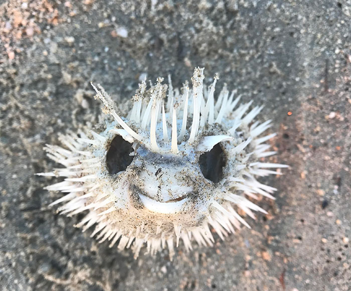 I Found A Blowfish Skeleton On The Beach In Mexico. I Think It’s Cool