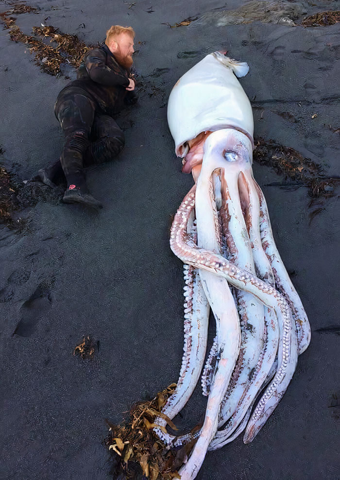 Giant Squid Washed Up In Wellington New Zealand