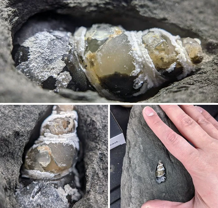 The Coolest Thing I've Ever Found On Oregon Beaches: Agatized Fossil Shell