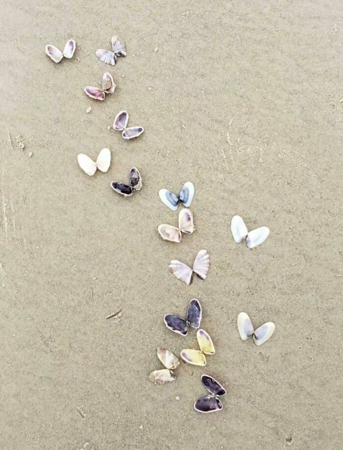 Arranged Shells On Beach Look Like A Group Of Butterflies