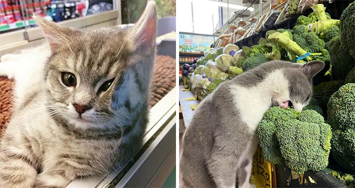 Esta cuenta de Twitter colecciona fotos de gatos en tiendecitas actuando como si fueran los dueños (50 fotos nuevas)