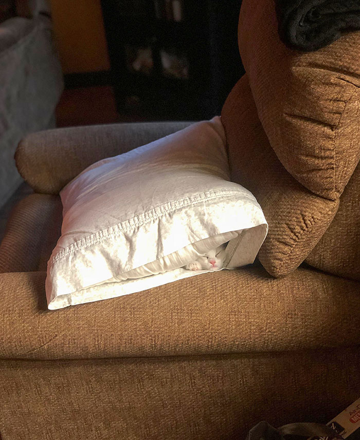 My Pillow Has A Surprise Inside