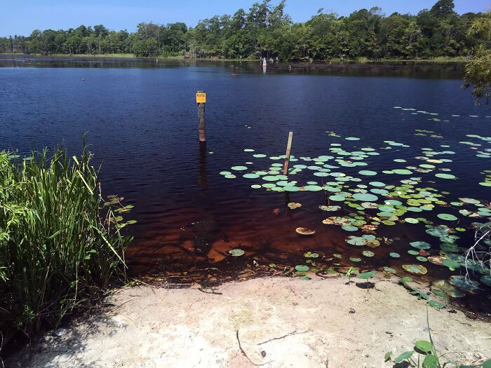 Look Closely For One Of The Reasons Why You Can't Just Swim In Any Body Of Water In The American South. This One Is In The Cape Fear Region Of North Carolina
