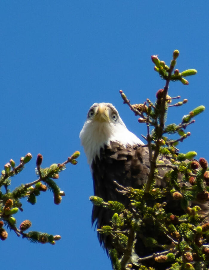 Mi primera foto de un águila calva