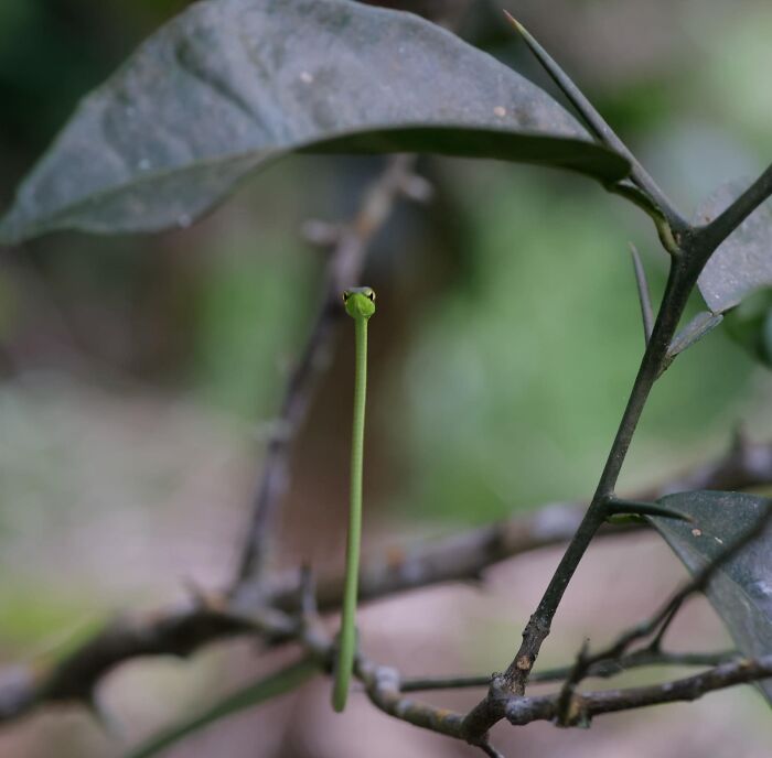 This Is A Pic Of A Vine Snake, Taken By A Friend Of Mine