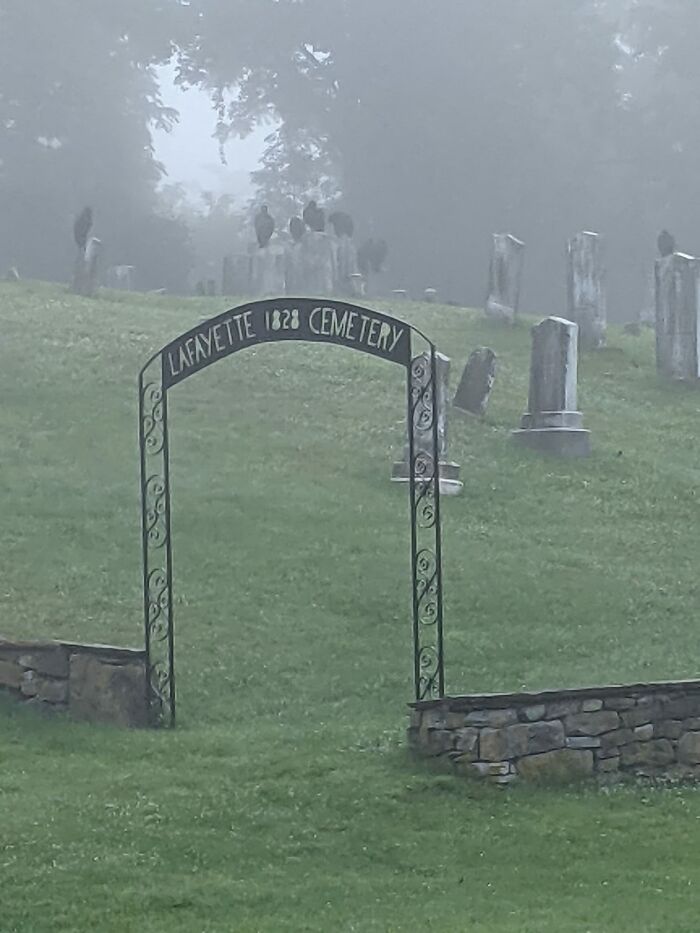 Buitres negros sobre lápidas en una mañana de niebla
