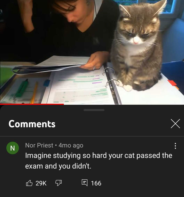 Trying To Study With A Cat