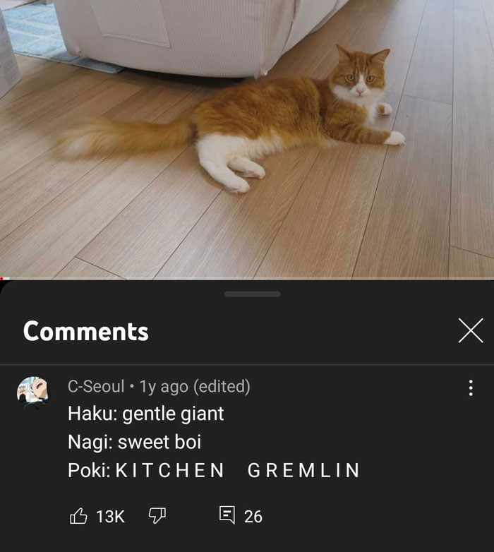 We Got A Microchip Cat Feeder For Only Haku