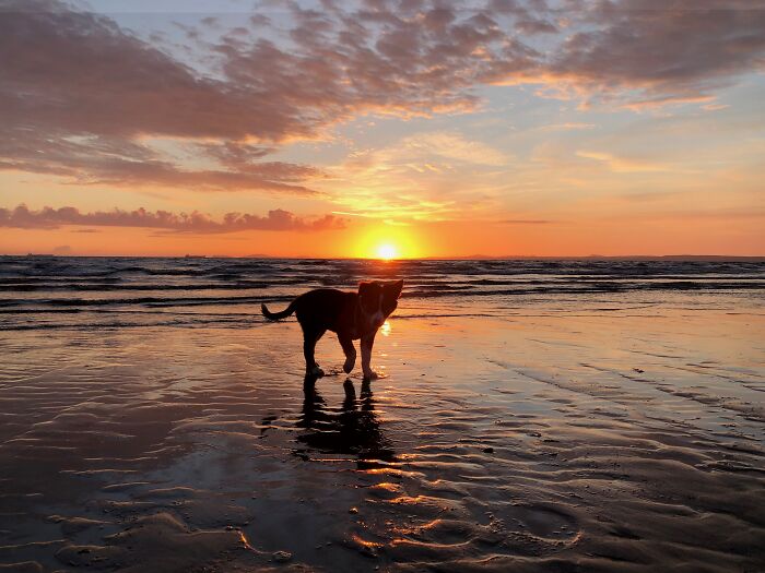 West Wales With A Cute Puppy