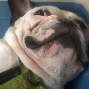 estonianlad9119 avatar