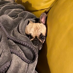 hiari-quinlivan avatar