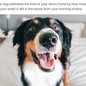 joannamariedelacruz avatar