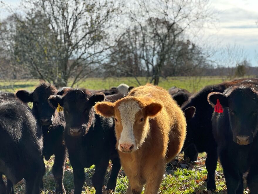 My Cow Herd In Missouri!