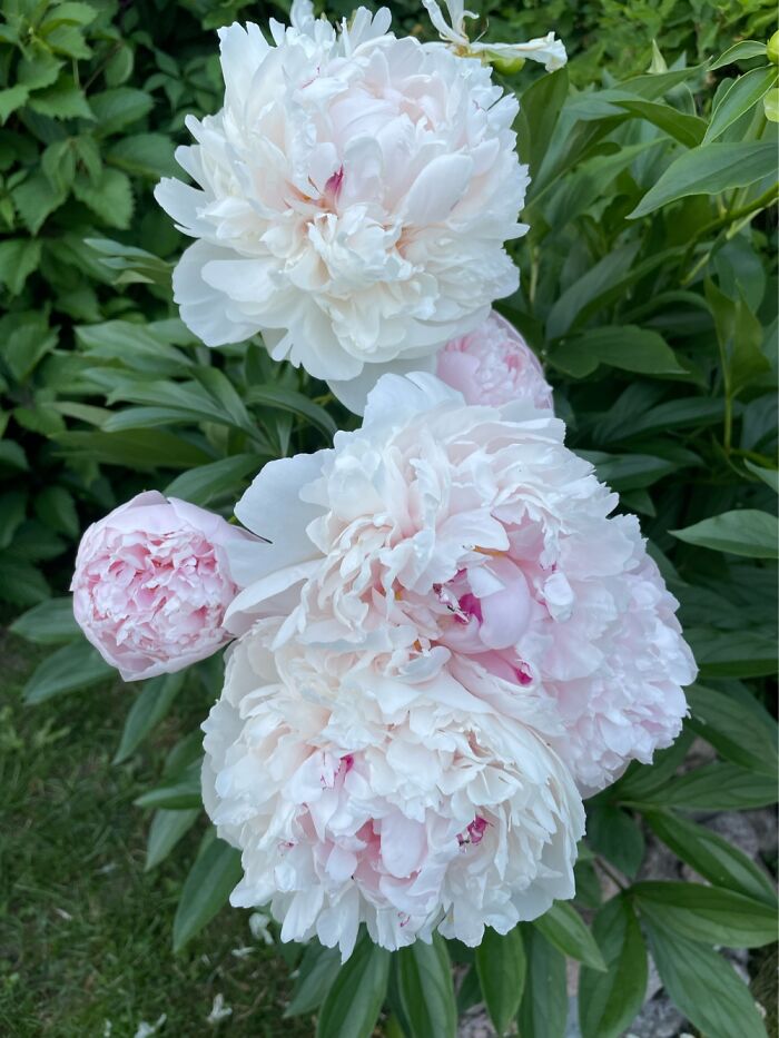 Peonies, My Favourite Flower. They Smell Amazing Too.