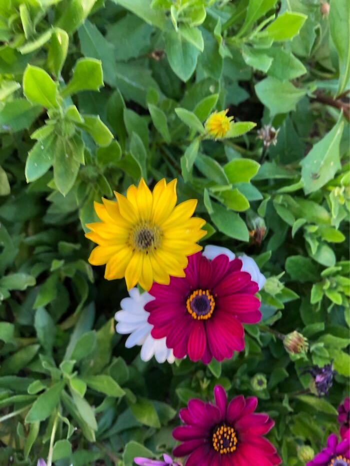 These Colourful Daisies (?) Brighten Our Garden Around The Swimming Pool.