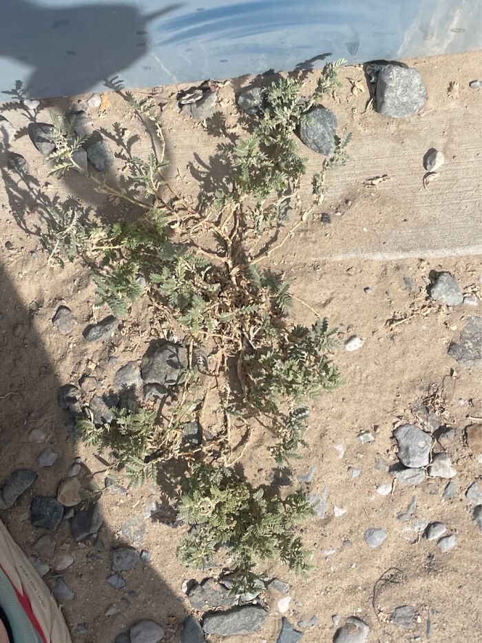 Not A Lot Growing Around Me In Kuwait.