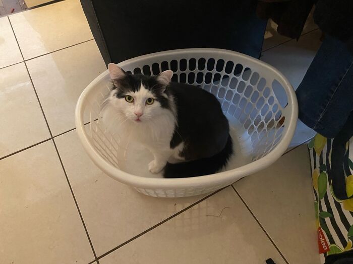 Depression And Anxiety, I Almost Ended It Several Times! This Little Man Keeps Me Sane