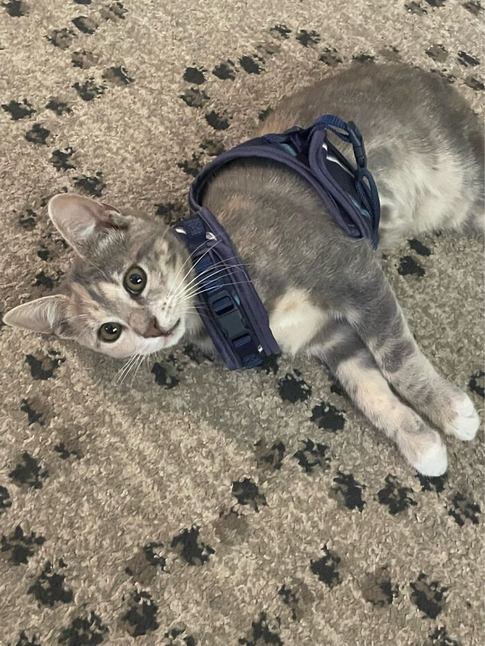 Saved This Kitten A Month And A Half Ago After Being Abandoned