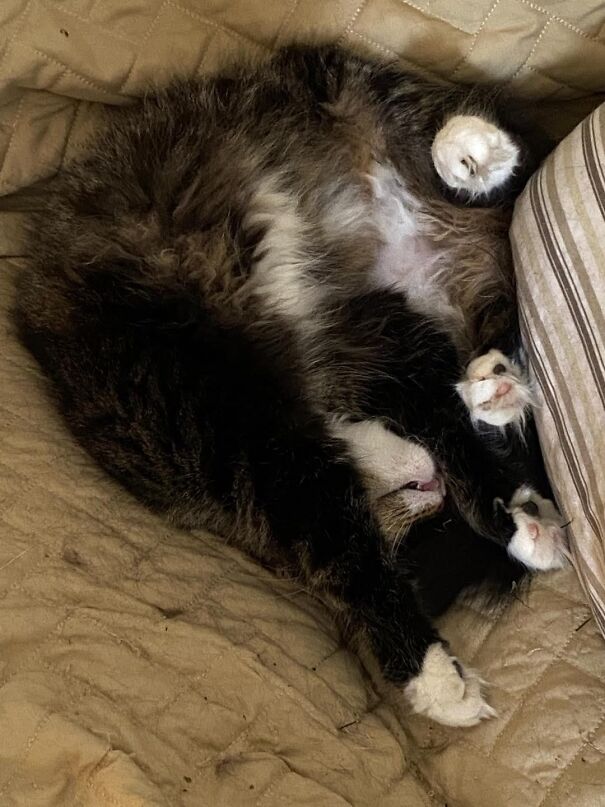 Should Have Read Instructions Before Assembling Sugarfoot.