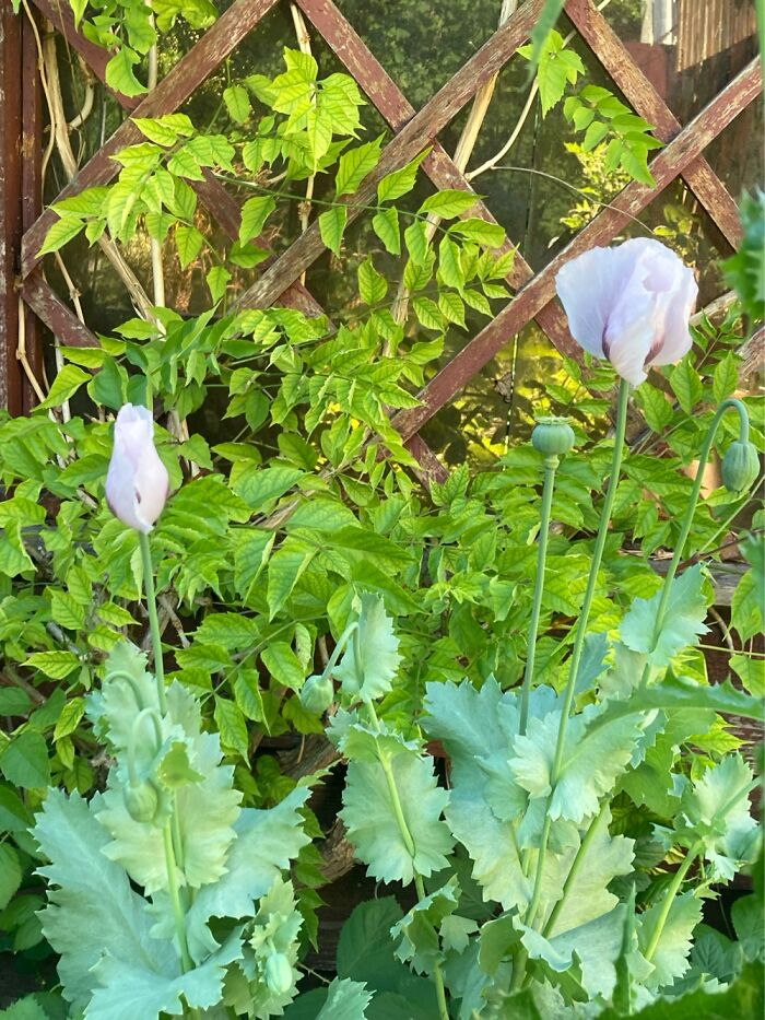 Nearly White Poppy. They Just Appeared This Year. Didn’t Plant Them But Love Them