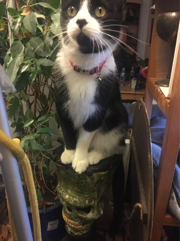 Arlo Sitting On Frank’s Head