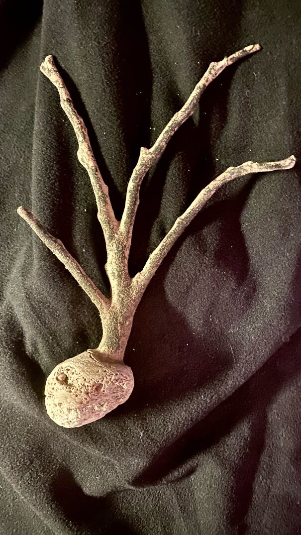 Something Part Plant, Part Stone, That I Pulled Up From A Beach In Cozumel