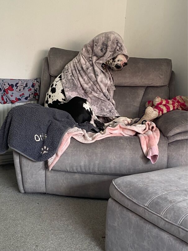 My Great Dane! He Did This To Himself So Confused 😂