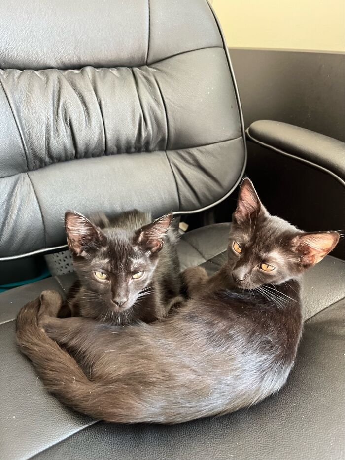 My Kittens Phineas And Ferb